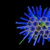 '死亡之星'细菌结构可以敲击以将药物递送给人类的靶向细胞