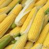 研究人员发现甜玉米种植者可以显着提高产量的简单方法
