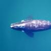 研究人员设计了创新的方法，可以使用无人机准确称重鲸鱼