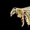 在斐济发现了多彩的新蜜蜂物种，但害怕因气候变化而灭绝