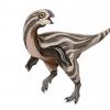 新恐龙物种在蒙古发现，Gobiraptor minutus