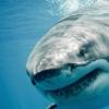 科学家们记录了大白鲨的夏天浪涌