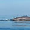 电子跟踪为两种最大的鲸鱼物种的行为提供了新的见解