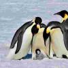 企鹅皇帝受到威胁 - 研究建议特别保护