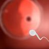 研究人员确定了指导精子的关键分子