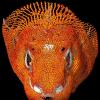 研究人员发现了Komodo Dragons有这样精心盔甲的令人惊讶的原因