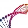 癌症药物阻止癌细胞修复其DNA