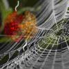 新的研究终于解释了为什么蜘蛛丝是如此令人难以置信的艰难
