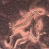 “魔鬼蠕虫”的遗传密码发现了一英里地下，提供了幸存温暖气候的线索