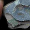 古生物学家发现奇怪的虾在化石记录中填充洞
