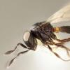 最近发现的寄生黄蜂是北美的严重外星虫害虫的敌人