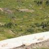 空调失败了冰川国家公园的标志性山山羊