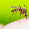 Zika病毒疫苗突破 - 可能导致全球消除疾病