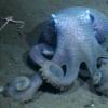 科学家破解了为什么同一物种的章鱼看起来可能完全不同的情况