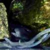 在欧洲玻璃鳗鱼中发现的“磁性”记忆