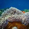 珊瑚礁恢复新的希望从扬声器上玩健康珊瑚礁的声音