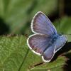 科学家发现为什么气候变化正在威胁着一些英国蝴蝶