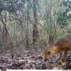 丢失的微型缩小的“小鼠鹿”重新发现通过越南的沿海森林偷偷摸摸
