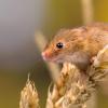 科学家测量老鼠的性格并将其特征映射到他们的遗传学上