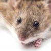 小鼠在黑暗中保持一周 - 他们的脑细胞网络重新带来，听觉敏感性变化