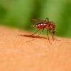 蚊子警告：随着气候变化，严重传染病的风险增加