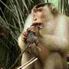 这些大鼠吃的猴子正在帮助保护棕榈油收获