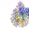 科学家发现DNA功能神秘蛋白质的结构