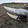 狩猎和象牙贸易可能使冰岛海象灭绝