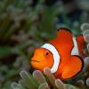 Nemo的坏消息：物种无法适应快速的环境变化