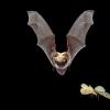 野火使蝙蝠受益–研究使用声学测量技术跟踪回声模式