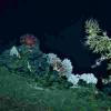 首次揭示深海珊瑚群落的增长率