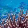 科学家们错了—气候变化对海洋酸化没有影响的珊瑚礁鱼