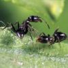 蚂蚁的社交互动影响病原菌竞争的第一个证据
