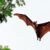 在塞拉利昂蝙蝠中发现埃博拉样马尔堡病毒