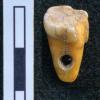 在史前考古遗址发现了8,500岁的人类牙齿作为珠宝发现的珠宝