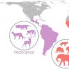 20,000年以前的事件仍然影响着全球哺乳动物的多样性和分布