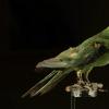 DNA测序揭示人类驱使卡罗来纳州长尾小鹦鹉灭绝