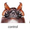 科学家刚刚发现甲虫“武器”的成长方式