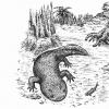 古生物学家识别新的史前两栖动物：一个名叫egoria的蝾螈