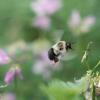高速视频揭示了大黄蜂在节能“经济模式”中携带重载