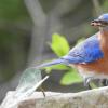 在后院喂养蓝鸟有助于抵御寄生虫