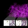 天文学家绘制了持有宇宙的暗物质长丝和粘液霉菌的一些帮助