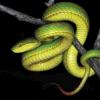 印度的新绿Green蛇以哈利·波特的萨拉查·斯莱特林（Salazar Slytherin）的名字命名