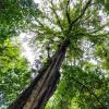 热带森林可以吸收多少碳？