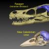 霸王龙到现代的乌鸦：进化追踪发现鸟类如何进化大脑