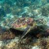 致命吸引力：为什么海龟吃海洋塑料