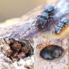 进化可以逆转–士兵蚂蚁的研究揭示了惊人的灵活性