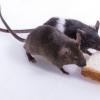 大鼠可以闻到其他大鼠的饥饿 - 更慷慨地给有需要的人