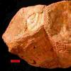 古代外壳的证明：地球转动速度超过7000万年前