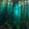 自1973年以来首次调查的远程南美海藻森林 - 他们是“原始”